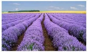 Heirloom Organic English Lavender Seeds