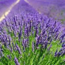 Heirloom Organic English Lavender Seeds