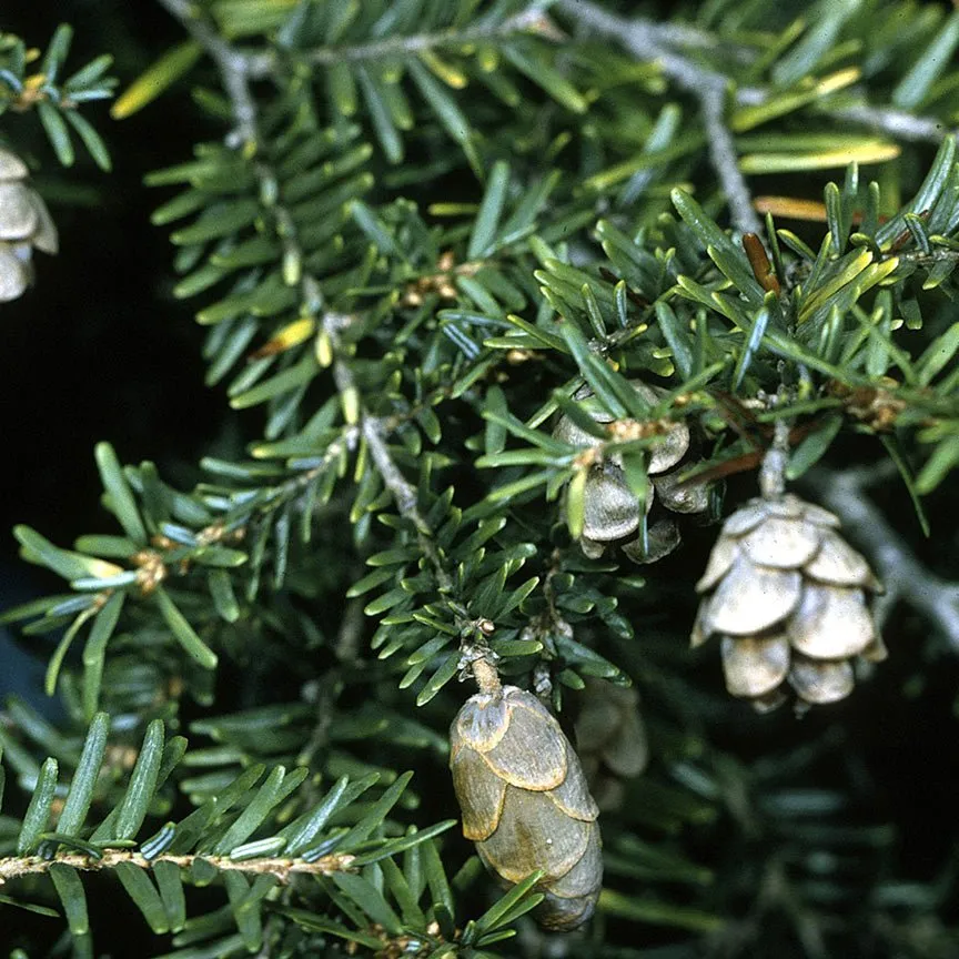 Hemlock Essential Oil