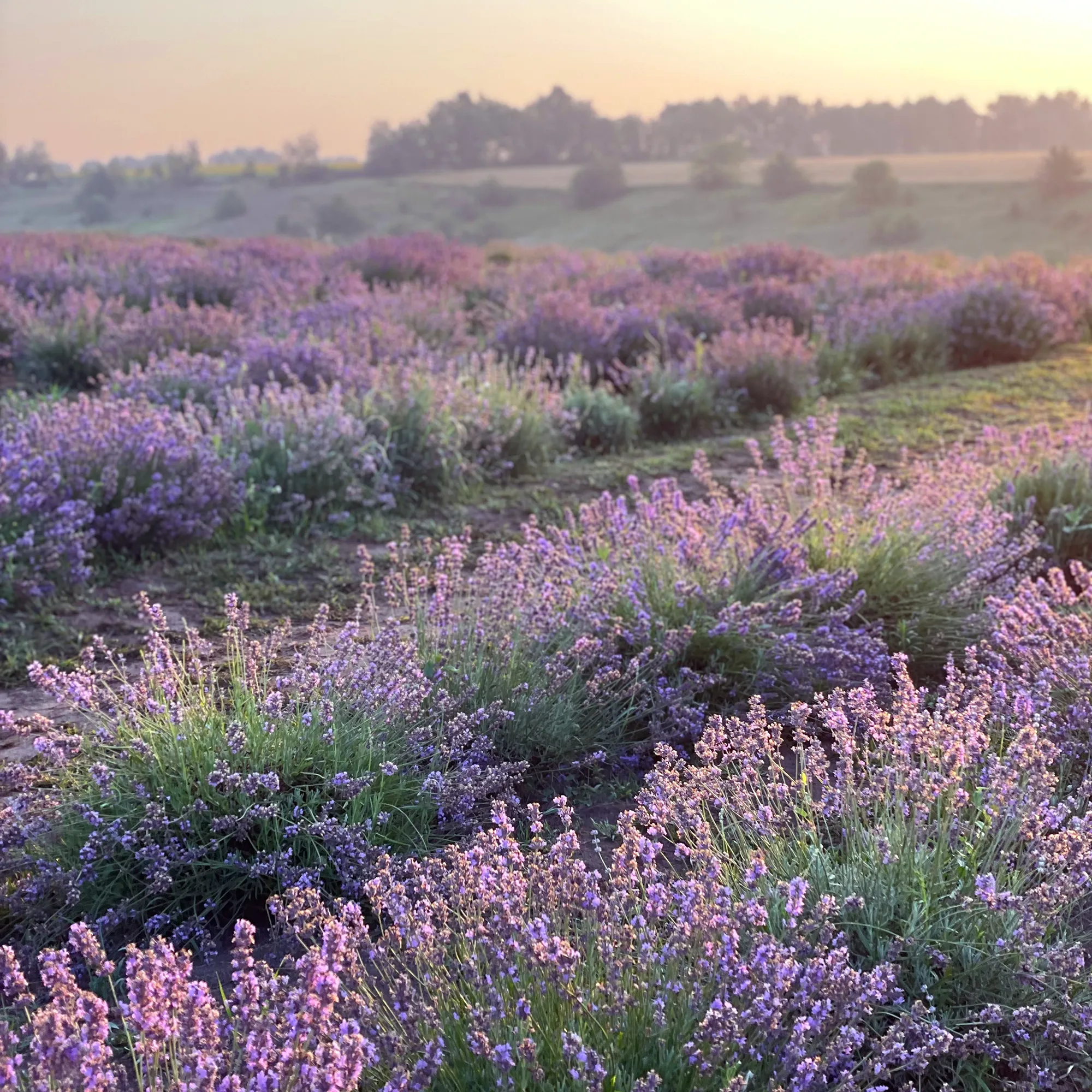 Lavender for Go